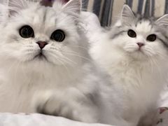 -猫大福·Fortune Cat猫舍(百子湾店)