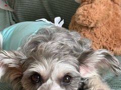 -芭比堂动物医院·CT·微创中心(新顺分院)