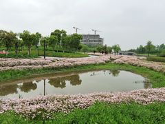 -春花秋色城市公园