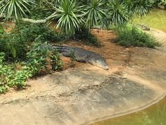 -海南热带野生动植物园