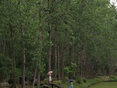 -合肥滨湖国家森林公园