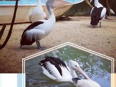 -费瑟代尔野生动物园