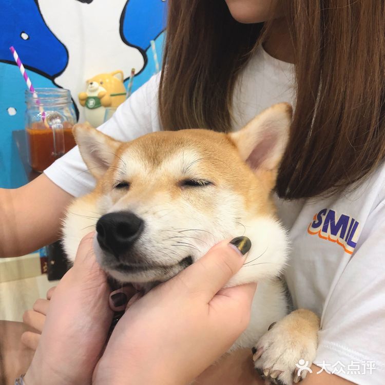 探店 | 广州首家柴犬咖啡厅🐶被狗狗萌炸了