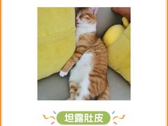 -半岛宠物医院24小时(科华中路店)