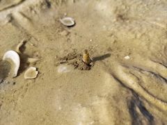 -红树林天天赶海