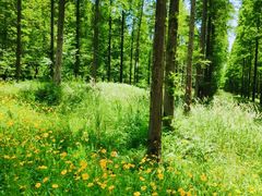 -黄海国家森林公园