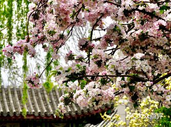 大好春光莫辜负，繁花似锦觅安宁……