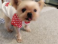 -FAELING PETS美天灵宠物(富力广场店)