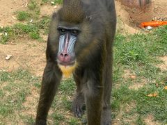 -西霞口神雕山野生动物世界