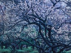 -广西壮族自治区药用植物园