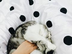 -灵美宠物诊所
