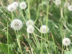 -广州神农草堂中医药博物馆