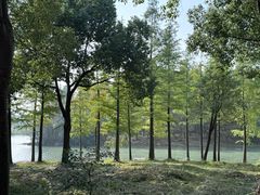 -贡湖湾湿地公园