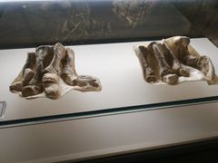 -辽宁古生物博物馆
