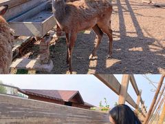 -安德鲁户外烧烤帐篷营地(马泉营店)