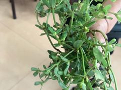 -雁荡老杨土菜馆