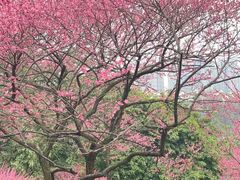 -重庆彩云湖湿地公园