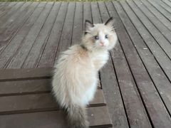 -欣宠猫屋·矮脚拿破仑·蓝金金渐层