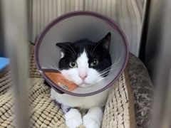 -艾贝尔宠物医院·24H转诊中心·肿瘤猫专科(江宁双龙店)
