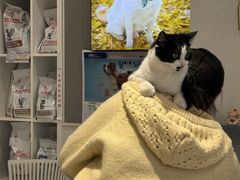 -关爱宠物医院·猫科中心·消化科(滨湖万达分院)