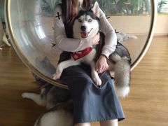 -Husky Go! 哈士奇体验馆·宠物咖啡厅狗咖
