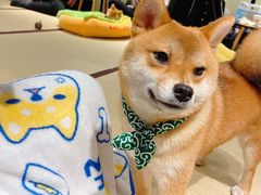 -逗柴咖啡屋·狗咖猫咖宠物桌游