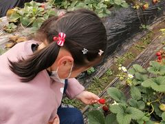 -胜丰草莓采摘园