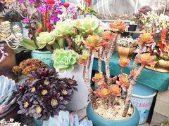 -梅陇花鸟市场-停车场