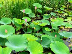 -溱湖国家湿地公园