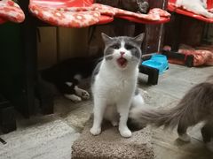 -猫咪博物馆(顶澳仔猫街店)