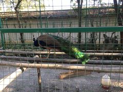 -瑞丽独树成林风景区