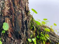 -白塘生态植物园