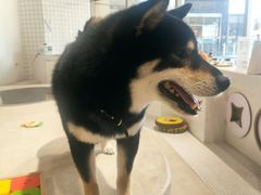 -柴务处·柴犬主题狗咖