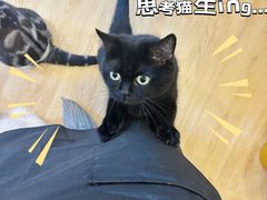 -有喵·猫咖·狗咖·40+猫狗有小奶狗(岗厦店)