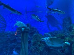 -芜湖新华联大白鲸海洋公园