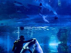 -烟台海昌鲸鲨海洋公园