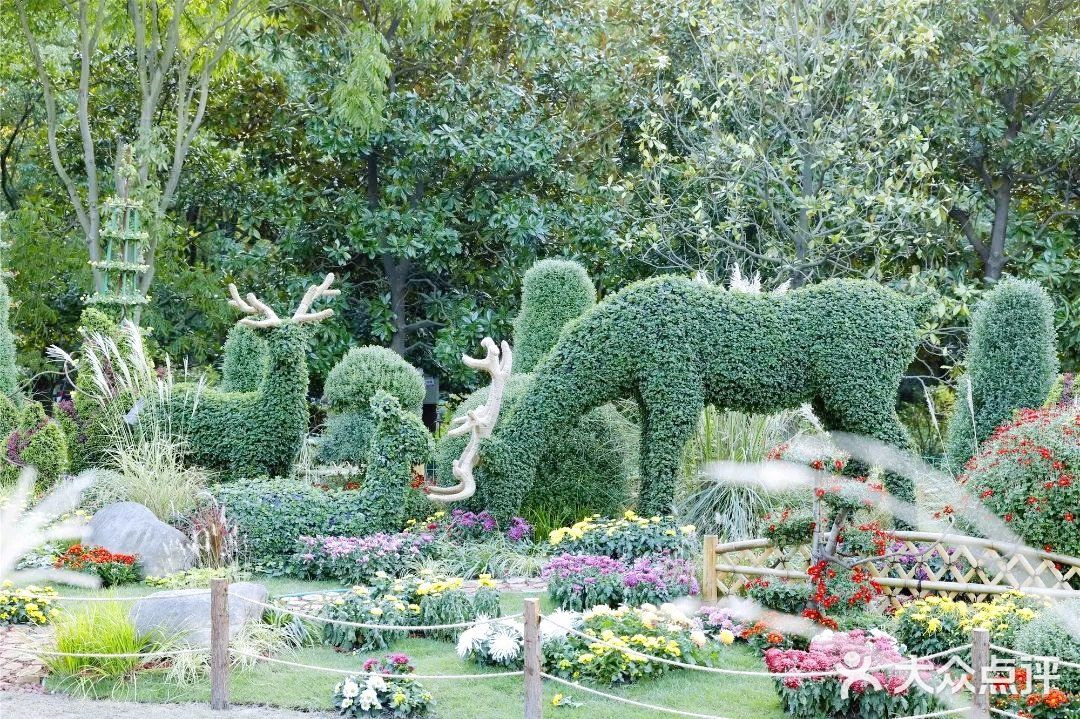 婀娜多姿  争奇斗艳  2021共青菊花展