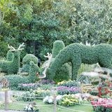 婀娜多姿  争奇斗艳  2021共青菊花展