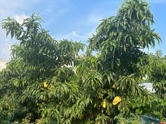 -老袁家蜜桃农场·阳山水蜜桃