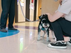 -帕帕拉兹宠物(亚洲旗舰店)