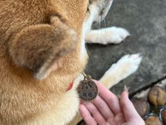 -柴犬高等学院·狗咖·柴犬售卖·宠物训练