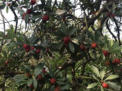 -西山樟坞健康果园枇杷杨梅采摘