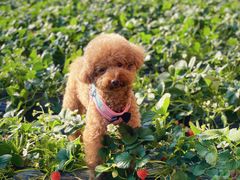 -昌平兴寿秀秀草莓采摘园