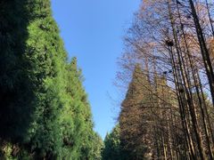 -山王坪喀斯特国家生态公园