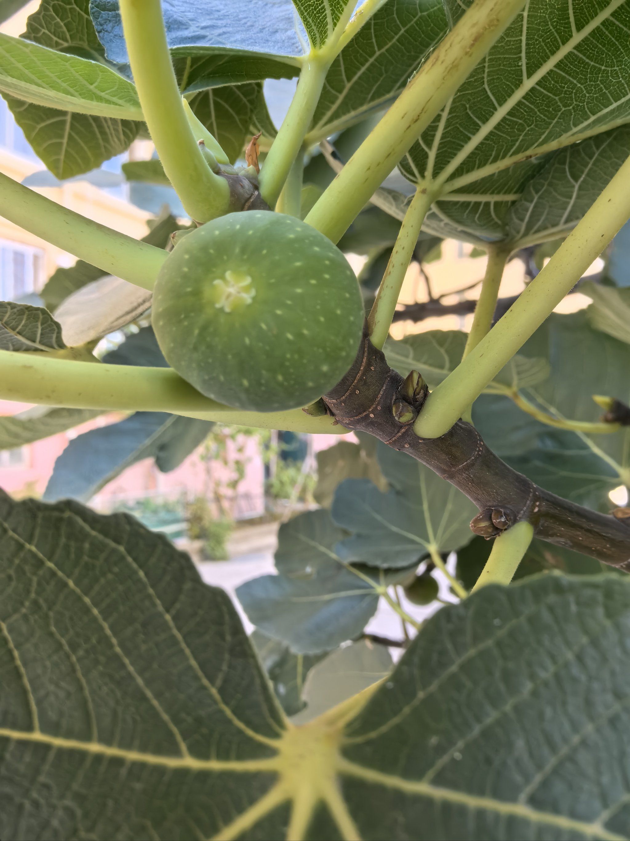 之 无花果挑选攻略