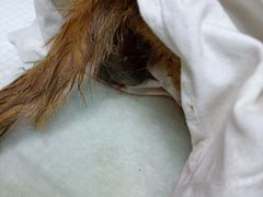 -爱侣·安琦尔宠物医院·中兽医针灸·心内科·狂犬免疫点(宝山区院)