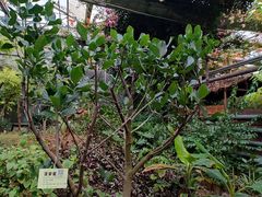 -呀路古热带植物园