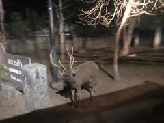 -清迈夜间动物园