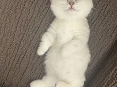 -欣宠猫屋·矮脚拿破仑·蓝金金渐层