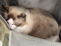 -芭比堂动物医院·24小时·眼科中心(深圳中心)